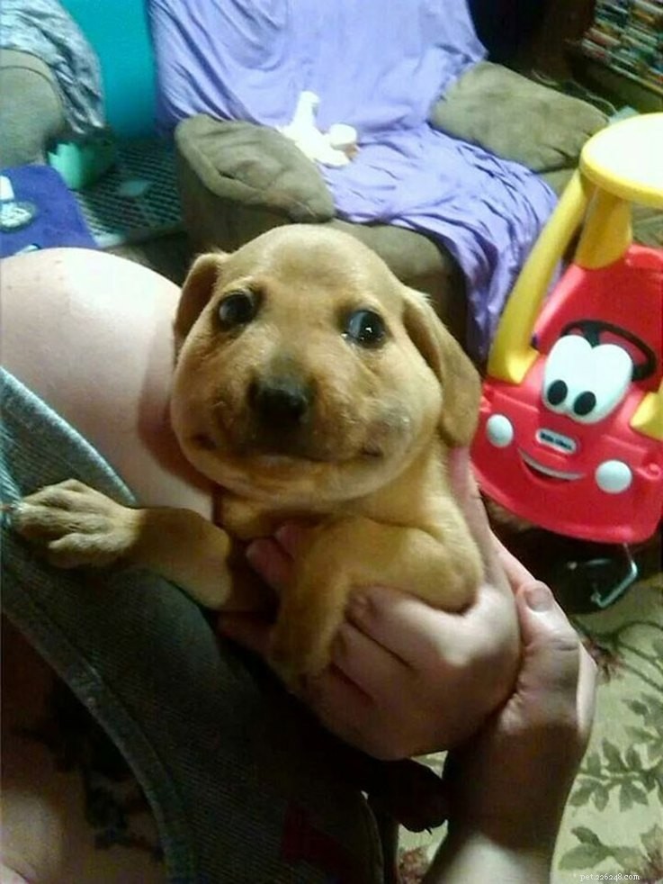 18 Hilarious Ways Dogs Accidentally Made Their Lives Messy