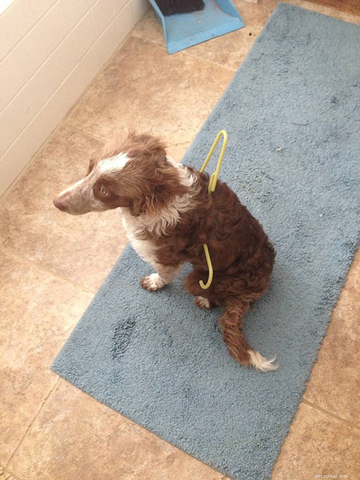 18 Hilarious Ways Dogs Accidentally Made Their Lives Messy