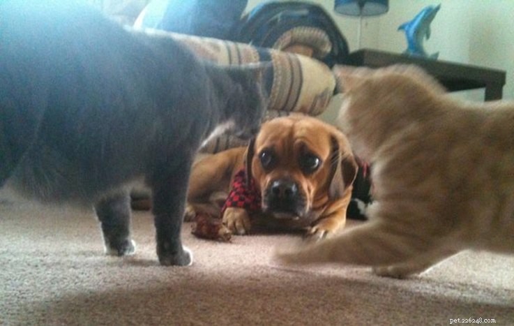 18 Hilarious Ways Dogs Accidentally Made Their Lives Messy