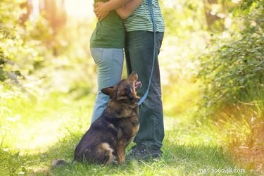 How to Stop Your Dog From Jealousy During Affectionate Moments