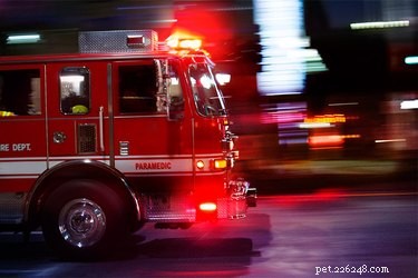 Understanding Why Dogs Howl at Sirens: Causes & Training Tips