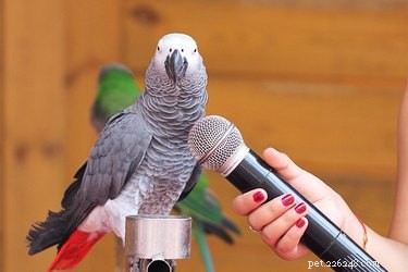 Top Talking Bird Species You Can Train to Speak