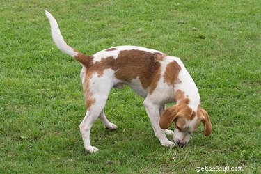 Why Do Dogs Circle Before Pooping? The Science Behind the Habit