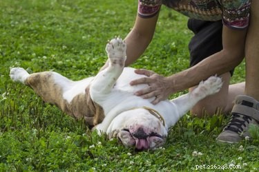 The Science Behind Why Dogs Love Belly Rubs