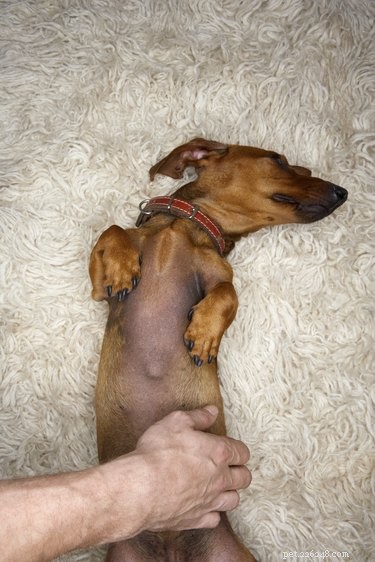 The Science Behind Why Dogs Love Belly Rubs