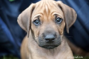 Do Dogs Cry? Understanding Their Tears and Signs of Sadness