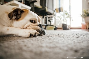 Do Dogs Cry? Understanding Their Tears and Signs of Sadness
