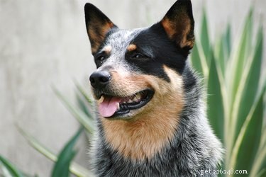 The Legacy of Queensland Heelers: From Australian Pastoral Roots to International Recognition