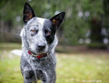 The Legacy of Queensland Heelers: From Australian Pastoral Roots to International Recognition