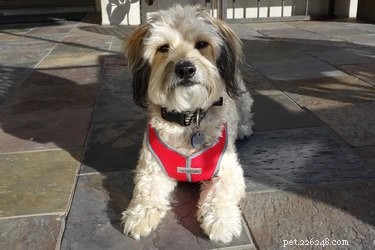 My Canine Kids Harness Review: Comfort, Fit, and Easy On for Your Dog