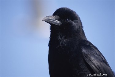 Top Bird Species Known for Exceptional Intelligence