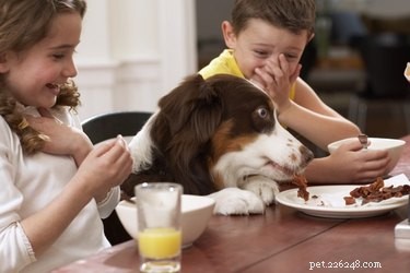 How Much Salt Is Safe for Dogs? Key Guidelines to Prevent Toxicity