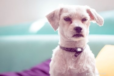 Addressing Targeted Growling: Training Your Dog to Stop Growling at Specific People