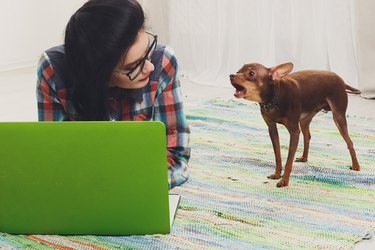 Why Does My Dog Bark at Random Noises and How to Stop It