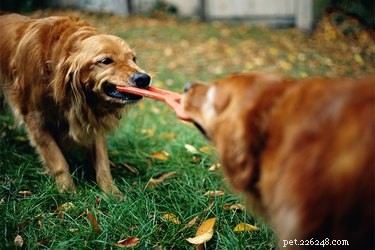 The Ultimate Guide to Choosing the Best Toys for Your Dog
