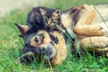 Step‑by‑Step Guide to Introducing Your New Kitten to Your Dog Safely