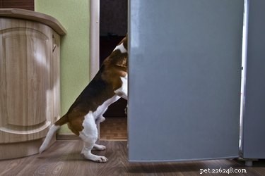 7 Dangerous Foods & Drinks for Dogs – Keep Your Pet Safe