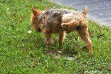 Why Male Dogs Raise Their Front Legs When Urinating – The Science Behind the Behavior
