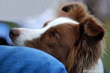 Is Your Bond with Your Dog Becoming Codependent? How to Spot and Heal It