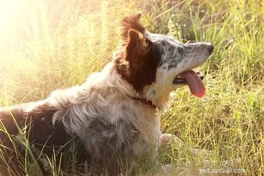 Recognizing Rattlesnake Bites in Dogs: Key Symptoms & Immediate Actions