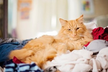 Why Is My Cat Urinating on Bed and Clothes? Expert Causes & Solutions