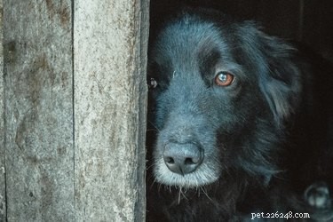 Recognizing When Your Dog Lacks Trust in Humans