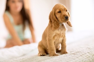 Understanding Why Your Puppy Won t Bark: Causes and Solutions
