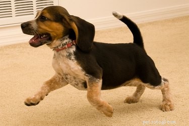 Why Does My Puppy Urinate During Play? Common Causes & Solutions