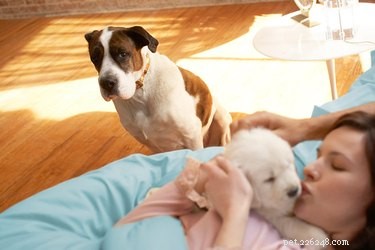 How to Manage Your Adult Dog’s Growling Toward a New Puppy