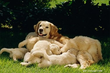 Pregnancy in Young Puppies: Serious Risks and Why Early Spaying Matters