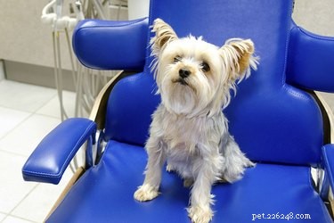 The Benefits of Dental Braces for Dogs: Enhance Health, Comfort, and Longevity
