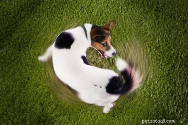 Understanding Canine Obsessive-Compulsive Disorder: Causes, Symptoms, and Treatments