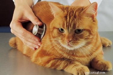 Cat Cough Diagnosis: Asthma vs. Hairballs – Key Symptoms and Vet Care