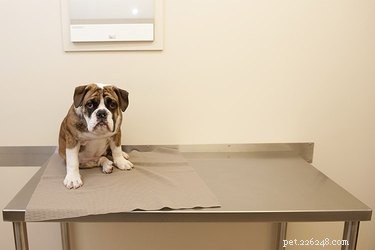 Can Neutering Relieve Your Dog s Anxiety? Expert Insights