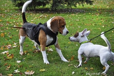 Why Your Dog Refuses to Let Other Dogs Sniff Him: Understanding Social Behavior
