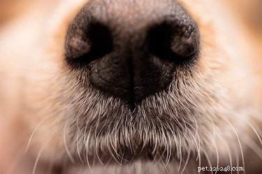 When a Dog Loses Its Sense of Smell: Causes, Symptoms, and Care