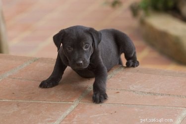 When Puppies Start Walking: Key Milestones & Home Safety Tips