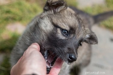 How to Stop Your Puppy from Snapping: Proven Training Tips