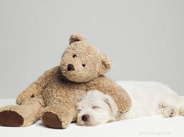 Do Puppies Snore? Understanding Normal Breathing and When to Seek Vet Care