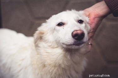 Do Stray Dogs Form Attachments With Humans?
