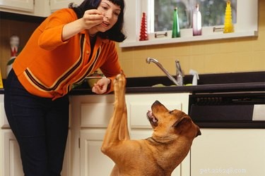 Why Dogs Raise Their Paws to Beg: A Scientific Perspective