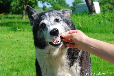 How to Safely Hide Dog Pills in Food: A Step-by-Step Guide