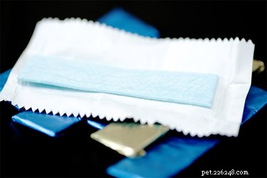 Dog Swallowing Chewing Gum: Risks, Symptoms, and Prevention