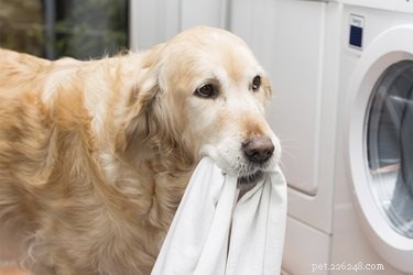 Why Dogs Chew Clothes: Causes, Signs, and Proven Prevention