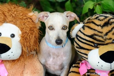 Understanding Why Dogs Hump Stuffed Toys: A Normal Behavior Explained