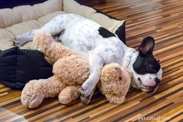 Understanding Why Dogs Hump Stuffed Toys: A Normal Behavior Explained