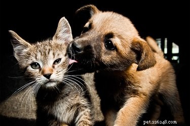 Decoding Puppy Affection: How to Read Their Loving Signals