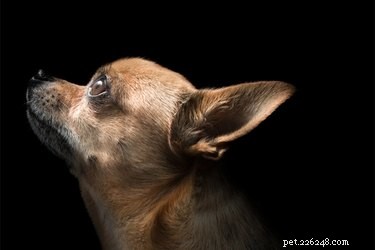 Understanding Why Your Dog Obsessively Chases Lights: Causes & Solutions