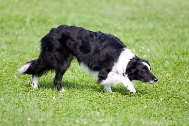 Understanding Why Your Dog Stalks Other Dogs: Causes & Solutions