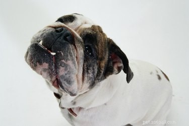Understanding Why Your Dog Whines: Common Causes & How to Respond